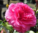 Rosa'Rosenfee' stamroos Kordes 2006 Engelse trosroos