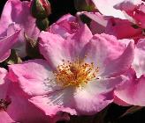Rosa 'Rosy Cushion' closeup bloem vn