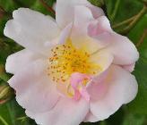 Rosa_'Sourire_d'_Orchidée'_Paul_Croix_1985_klimmer_heester_closeup_vn