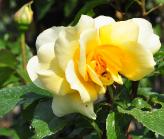 Rosa 'Sunny Yellow' syn 'Gold Star' grootbloemig theehybride