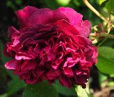 Rosa 'William Shakespeare 2000' 'Ausromeo' closeup