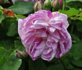 Rosa x borboniana 'Honorine de Brabant' closeup bloem