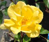 Rosa 'Yellow Fleurette' heesterroos vn
