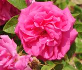 Rosa 'Zephirine Drouhin' closeup -klimroos