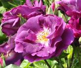 Rosa 'Rhapsody in Blue ' Warner 2000